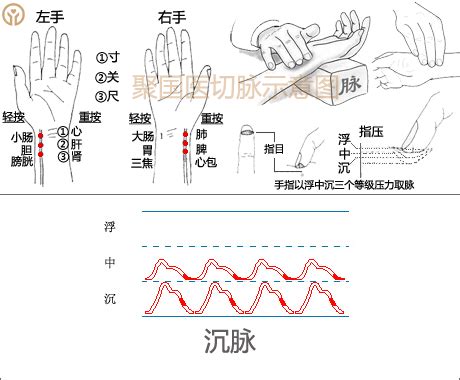 脈象圖|脈象